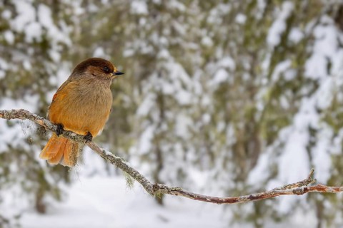 Siberian jay (Perisoreus infaustus, Corvus infaustus) perched in spruce tree in snow covered taiga