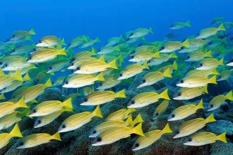 Shoal of blue-striped snappers (Lutjanus kasmira) swimming densely over coral reef, Great Barrier