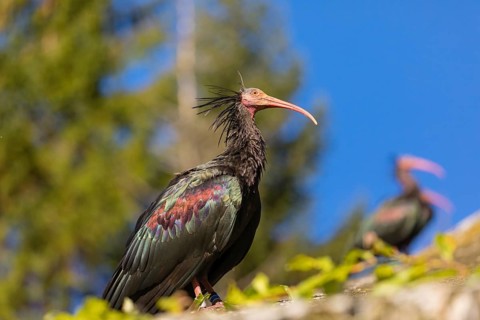 A Northern Bald Ibis, Hermit Ibis, Geronticus eremita sits on a fence, blue sky in the background