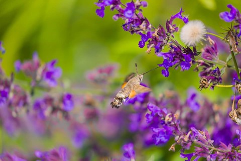 A hummingbird hawk-moth (Macroglossum stellatarum) hovering to drink from a blossom