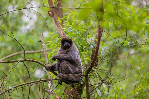 A common woolly monkey, brown woolly monkey, or Humboldt's woolly monkey (Lagothrix lagothricha)