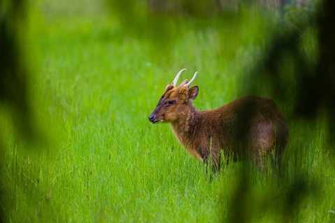 One male Reeves's muntjac (Muntiacus reevesi) stands on a green meadow