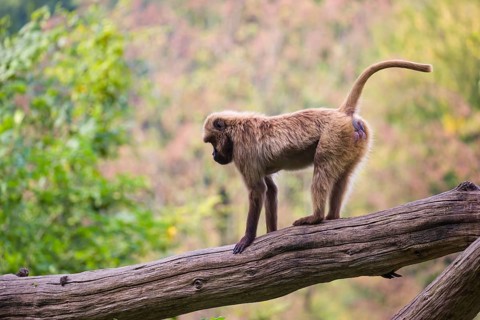 One female Gelada (Theropithecus gelada), or bleeding-heart monkey balancing on a log. A forest in