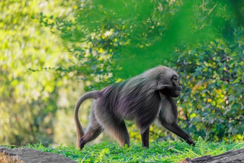 An adult male gelada (Theropithecus gelada), or bloodheart monkey, runs across a green meadow. A