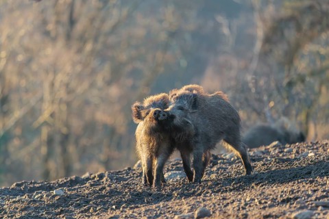 Two young wild boars (Sus scrofa) play fighting and dominance on a frozen field on a sunny day. A