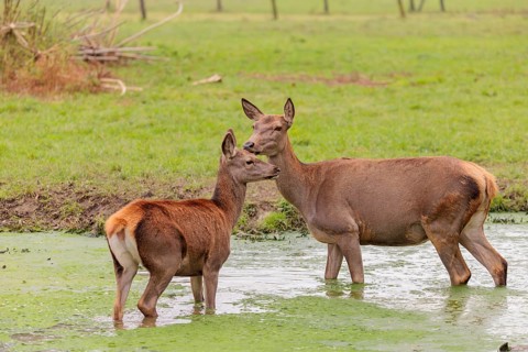 A red deer hind (Cervus elaphus) and her calf stand in a puddle in a meadow
