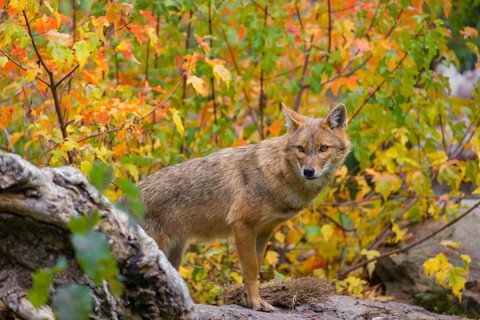 One golden jackal (Canis aureus) stands on a fallen tree trunk. Behind him is a tree in intense