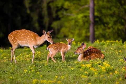 One female Manchurian sika deer or Dybowski's sika deer (Cervus nippon mantchuricus or Cervus