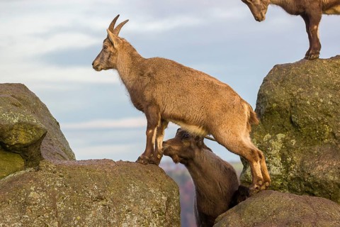 Two ibex (Capra ibex), a male and a female, stand on a rock. The male shows some flehming and