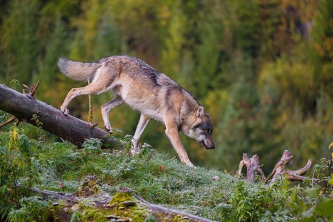 A Eurasian gray wolf (Canis lupus lupus) runs down a hill on a lying tree trunk. Early morning