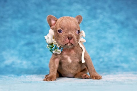 Small four weeks young Lilac Brindle French Bulldog puppy with flower collar