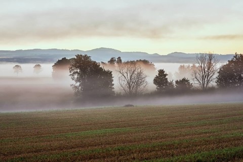 Meadows and trees in the early morning mist, Reuss valley, Aristau, Freiamt, Canton Aargau,