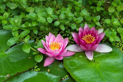Red and pink water lilies (Nymphaea) on green leaves in a pond, duckweed, pink, Baden-Württemberg,