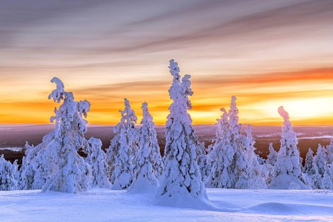 Tykky forest, snow covered spruce trees on the taiga at sunset in winter, Riisitunturi National