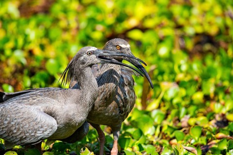 Plumbeous ibis (Harpiprion caerulescens) Pantanal Brazil