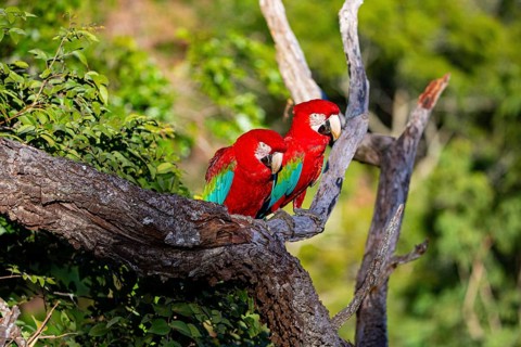 Red-and-green macaw (Ara chloropterus) Buraco das Araras Brazil