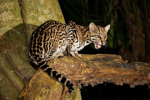 Ocelot (Felis pardalis) Pantanal Brazil
