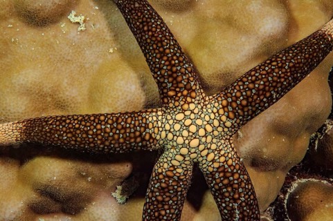 Underwater photo close-up of New Caledonia Starfish (Nardoa novaecaledoniae) Yellow Net Star,