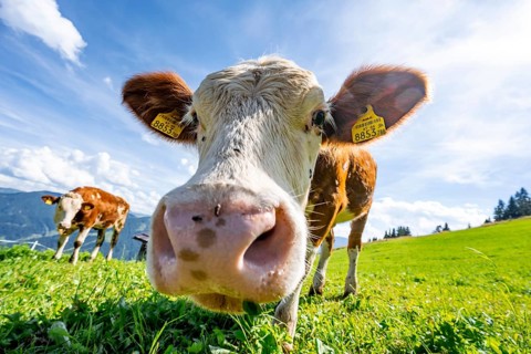 Two young curious calves (Bos primigenius taurus), cows on an alpine meadow, stretching their