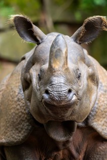 Square-lipped rhinoceros (Ceratotherium simum), portrait, captive, Bavaria, Germany, Europe
