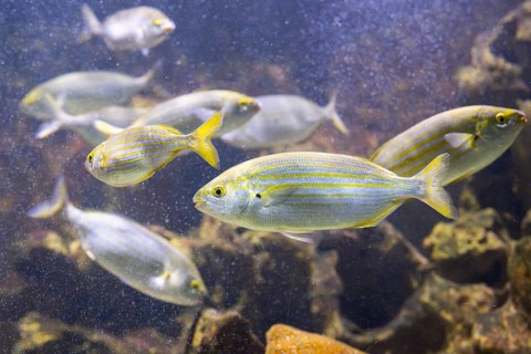 Salema porgy (Sarpa salpa) swimming under water, captive, Germany, Europe