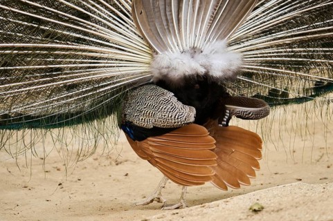 Indian peafowl (Pavo cristatus) spread one's tail (feathers) on the ground, Spain, Europe