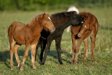 Icelandic ponies, foals