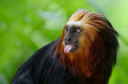 Golden-headed lion tamarin (Leontopithecus chrysomelas), captive, occurrence in Brazil, Malaysia,
