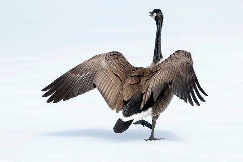 Canada goose standing on a frozen lake. Branta canadensis. Goose with agressive display