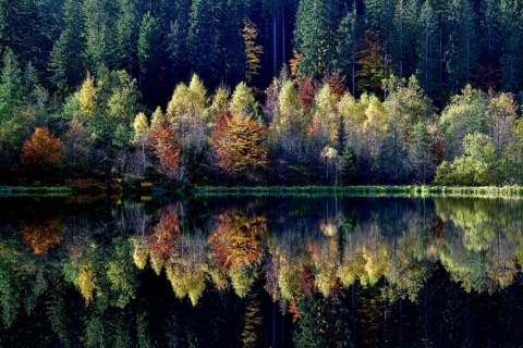Trees reflected in the Sankenbachsee, Karsee, autumn, near Baiersbronn, Freudenstadt district,