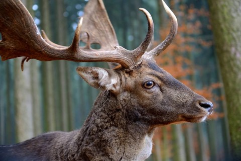 Fallow deer (Dama dama), portrait, male, captive, Bavaria, Germany, Europe