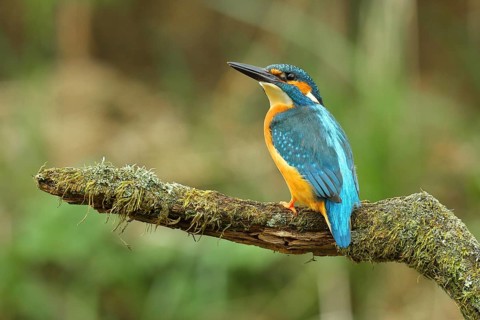Common kingfisher (Alcedo atthis), male on mossy branch on perch, Wilden, North Rhine-Westphalia,