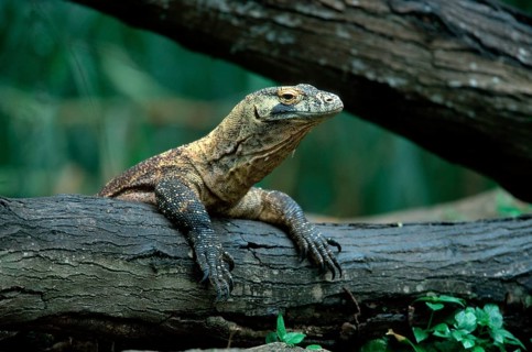 Komodo dragon (Varanus komodensis)