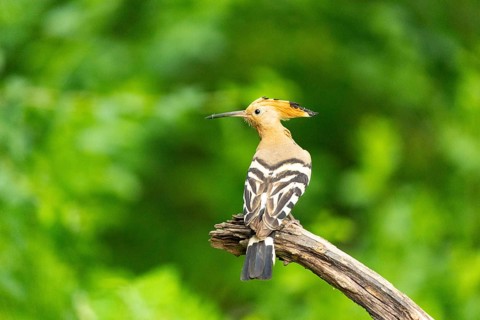 Hoopoe (Upupa epops) Hungary