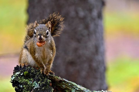 Squirrel (Sciurus) sitting on a branch and eating a pine cone, Denali National Park, Alaska