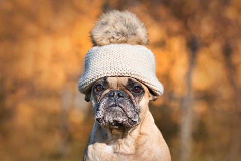 French Bulldog dog wearing warm bobble hat in front of blurry autumn background
