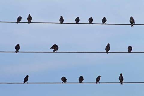 A flock of European common starling (Sturnus vulgaris) preening their feathers on a high-voltage