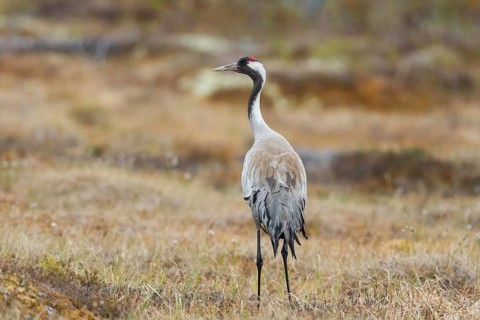 Common crane (Grus grus), Värmland, Sweden, Europe