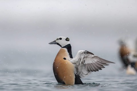 Steller's eider (Polysticta stelleri), male, splendid plumage, Batsfjord, Båtsfjord, Varanger