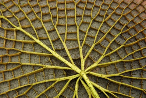 Victoria water lily, underside of leaf (Victoria amazonica) , Amazon water lily, giant water lily