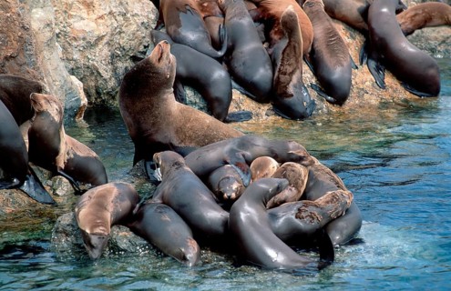 Californian Sea Lions (Zalophus californianus), Monterey, California, USA, North America