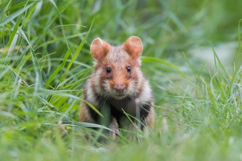 European hamster (Cricetus cricetus), sits in meadow, Neusiedeler See National Park, Burgenland,