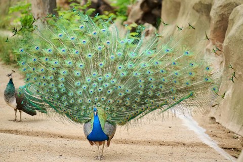 Indian peafowl (Pavo cristatus) spread one's tail (feathers) on the ground, Spain, Europe