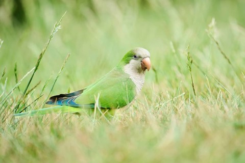 Monk parakeet (Myiopsitta monachus) wildlife on a meadow, Catalonia, Spain, Europe