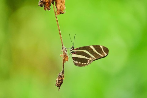 Zebra longwing (Heliconius charithonia) sitting on a branch, Bavaria, Germany, Europe