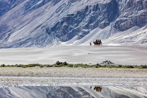 Tourists riding camels in Nubra valley in Himalayas, Ladakh, India, Asia