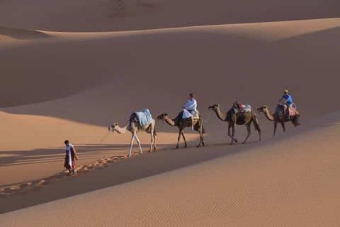 Tourists riding camels in the dunes, Sahara, Meknès-Tafilalet region, Morocco, Africa