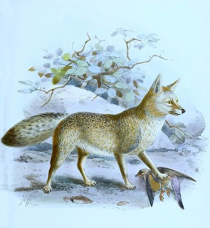 Black-backed jackal (Lupulella mesomelas), Canis mesomelas, Historical, digitally restored
