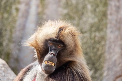 Djelada, blood-breasted baboon (Theropithecus gelada) at Wilhelma. Stuttgart Zoological and