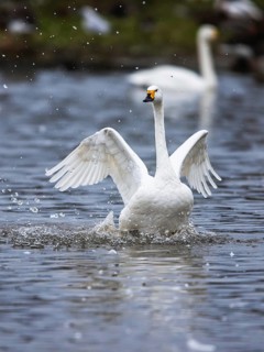 Tundra Swan, Bewick's Swan, Cygnus columbianus at winter in Slimbridge, England, United Kingdom,
